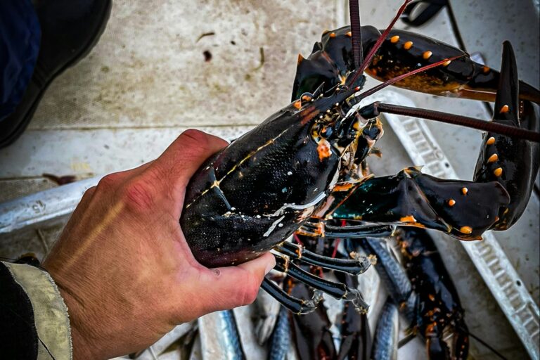 Swecamp Saltviks Camping - Bild 10 Swecamp Saltviks Camping - Bild 10