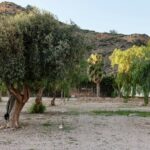 Taiga Costa Calida - Bild 9 Taiga Costa Calida - Bild 9