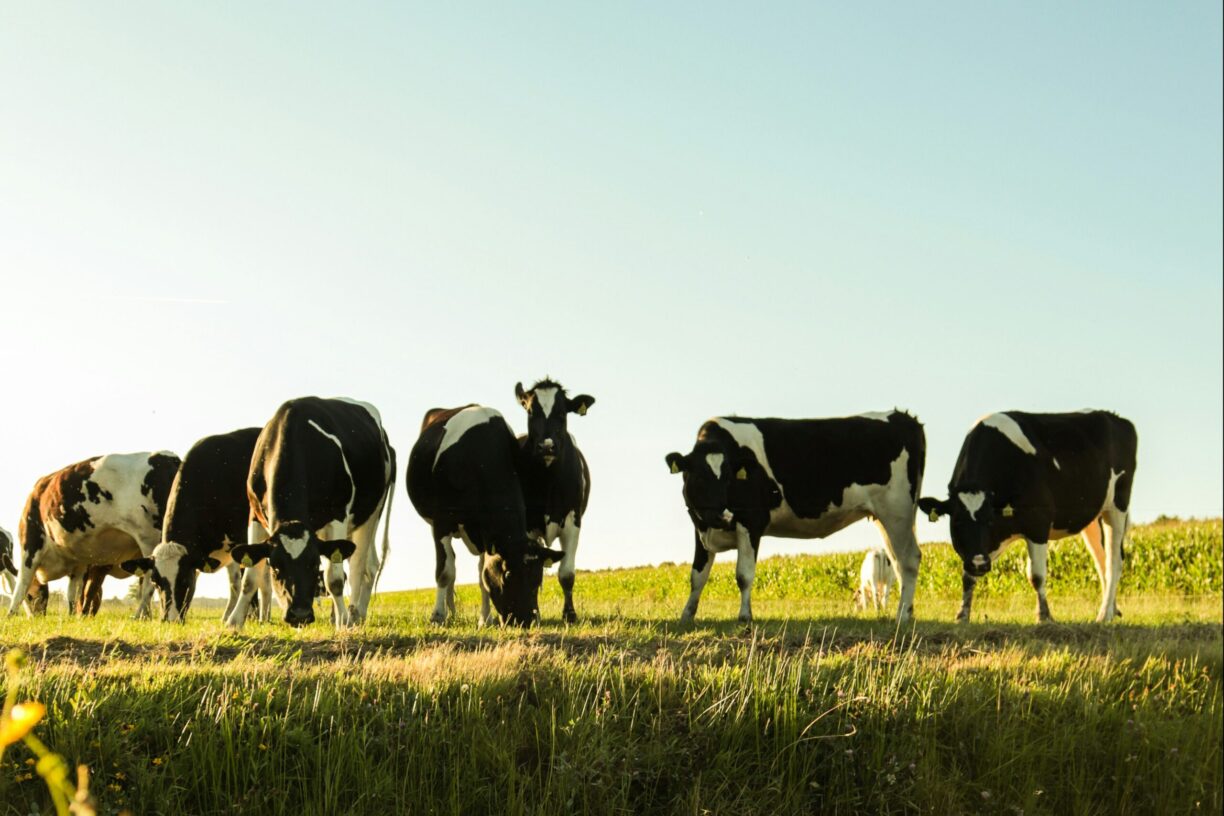 Vakantiepark De Toffe Peer - Bild 13 Vakantiepark De Toffe Peer - Bild 13