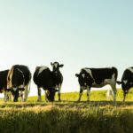 Vakantiepark De Toffe Peer - Bild 13 Vakantiepark De Toffe Peer - Bild 13