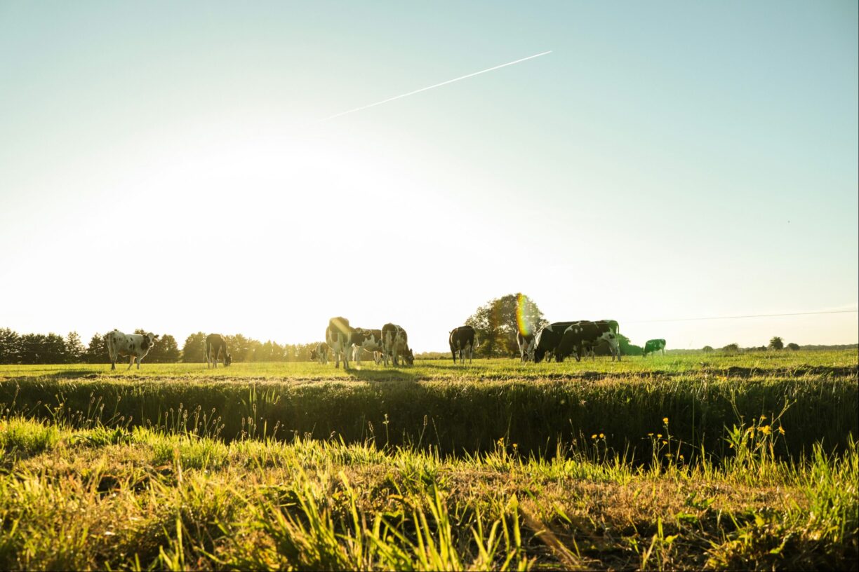 Vakantiepark De Toffe Peer - Bild 14 Vakantiepark De Toffe Peer - Bild 14