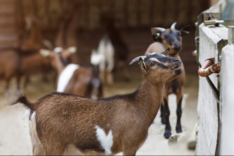 Vakantiepark Dierenbos - Bild 10