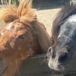 Vakantiepark 't Urkerbos - Bild 15 Vakantiepark 't Urkerbos - Bild 15