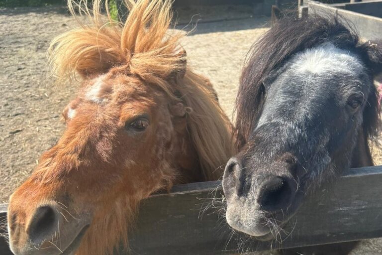 Vakantiepark 't Urkerbos - Bild 15 Vakantiepark 't Urkerbos - Bild 15