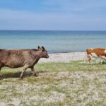 Vesterlyng Camping - Bild 5