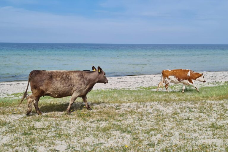 Vesterlyng Camping - Bild 5